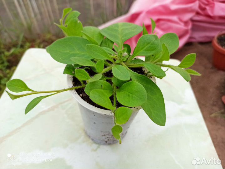 Рассада петунии