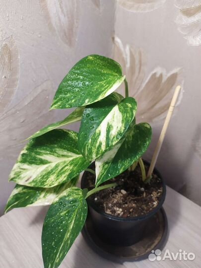 Сциндапсус золотистый/эпипремнум