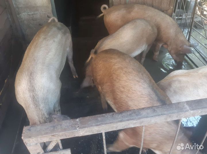 Свинина живым весом