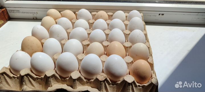 Домашние куриные яйца