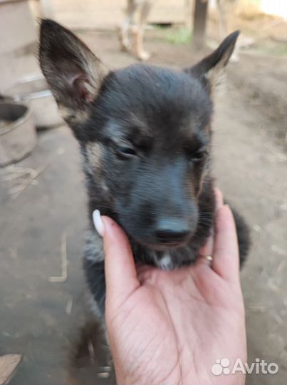 Пристраиваются