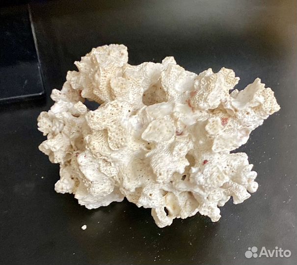 Морские кораллы