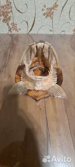 Чучело головы щуки на медальоне