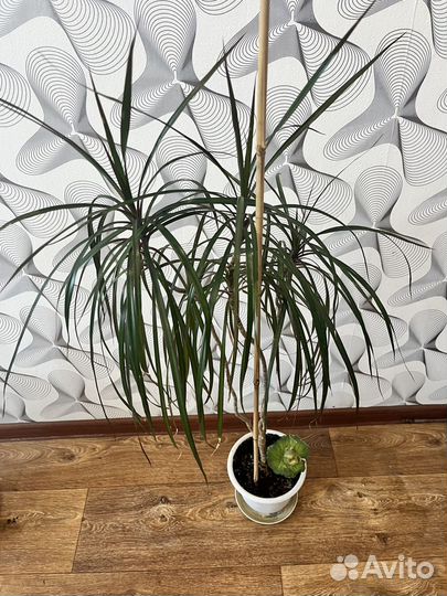 Пальма драцена