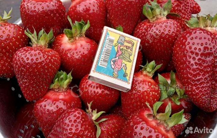 Рассада клубники