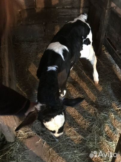 Телка недельная