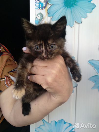 Котята 1.5 мес