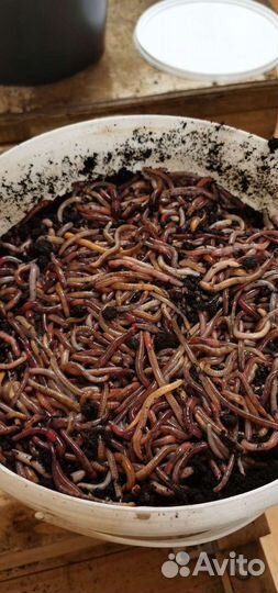 Червь дендробена