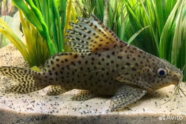 Рыба аквариумная