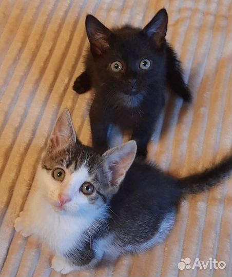 Отдам котят в добрые руки