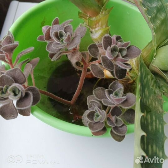 Аихризон дерево любви