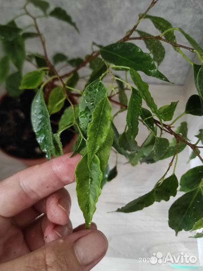 Комнатное растение Фикус пестролистный