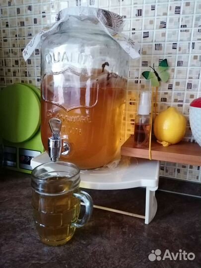 Чайный гриб - Медузомицет - Комбуча