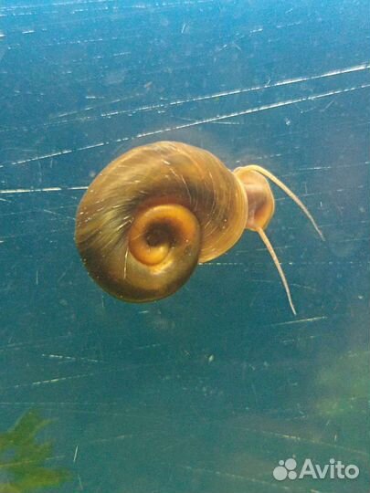 Улитка катушка