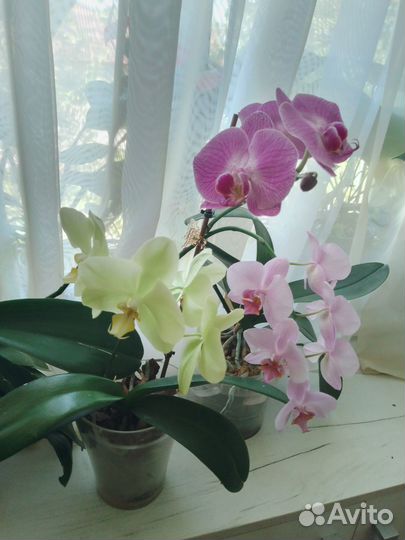 Орхидеи фаленопсис