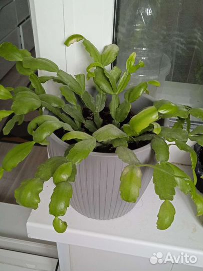 Декабрист розовый, шлюмбергера