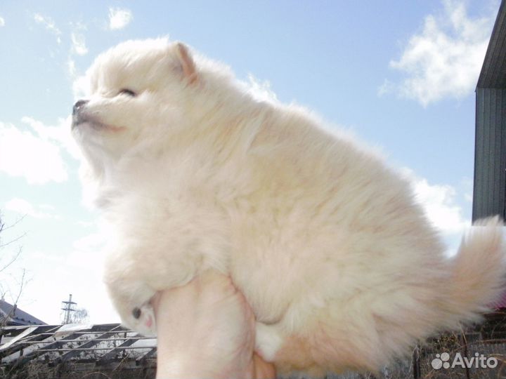 Щенки шпица