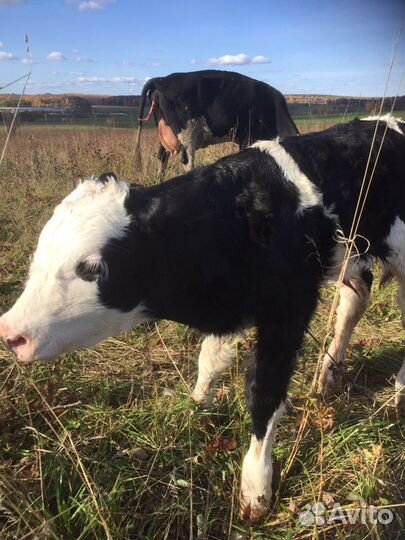 Телята бычки