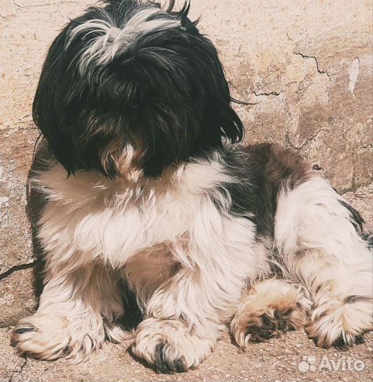 Шит цу вязка