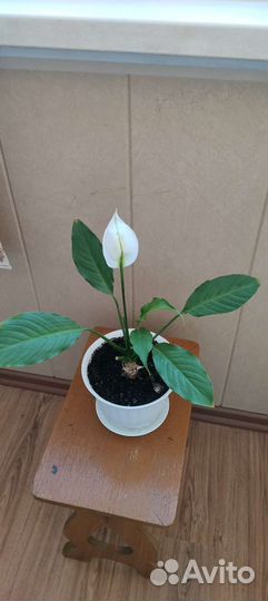 Спатифиллум