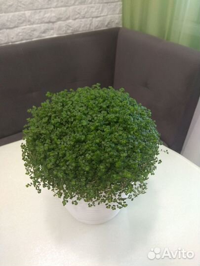 Гелксина (солейролия)