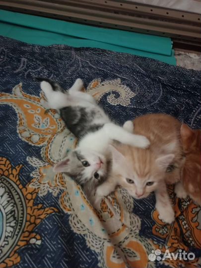 Котята в добрые руки