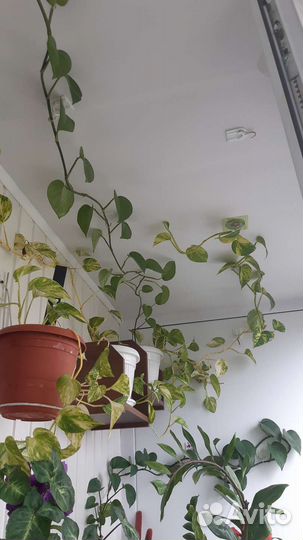 Продам комнатные растения