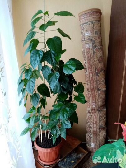 Гибискус китайская роза