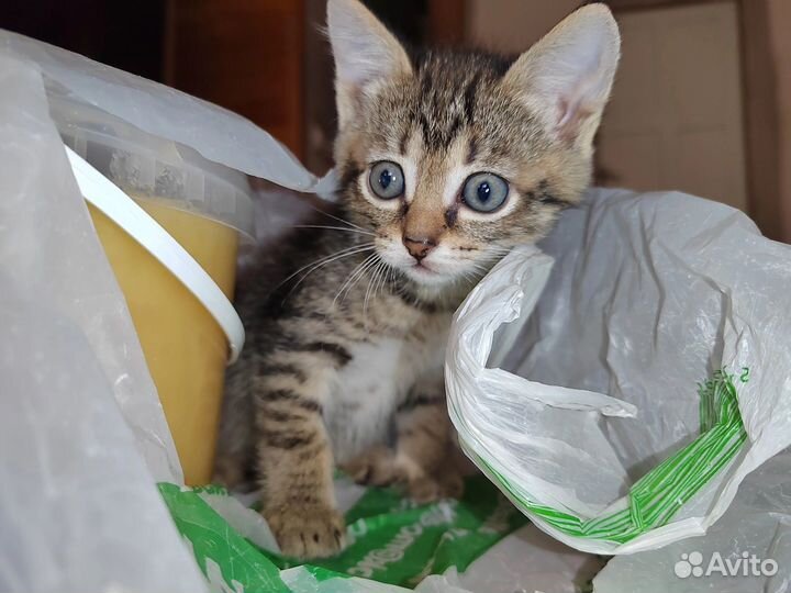 Домашние котята