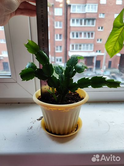 Декабрист Шлюмбергера