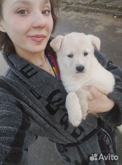 Собака в добрые руки