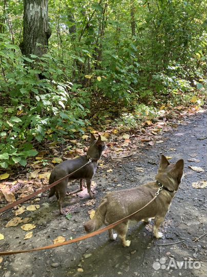 Передержка животных