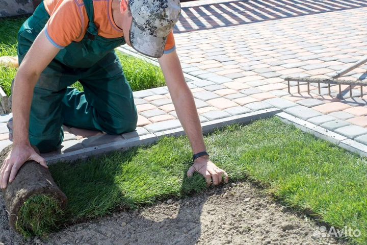 Газонная трава