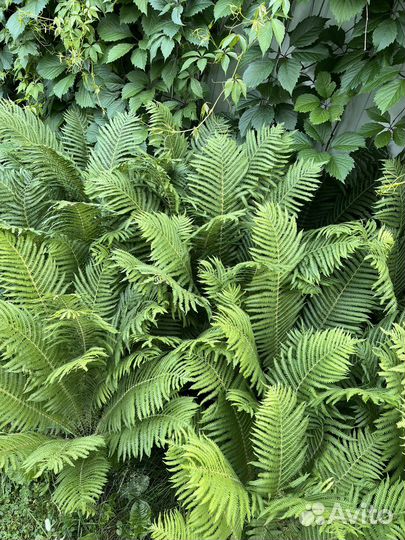 Папоротник