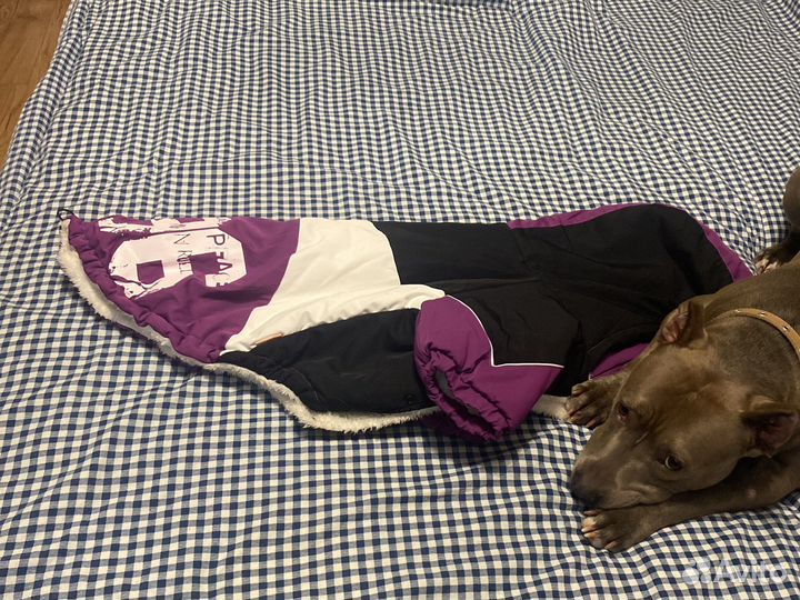 Одежда для крупной собаки