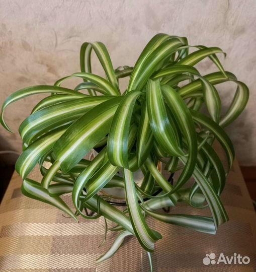 Хлорофитум бонни кудрявый