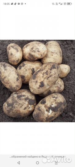 Семенной картофель