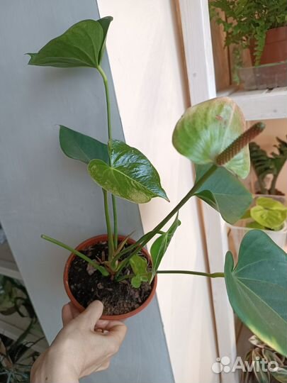 Антуриум Амалия. Деленки