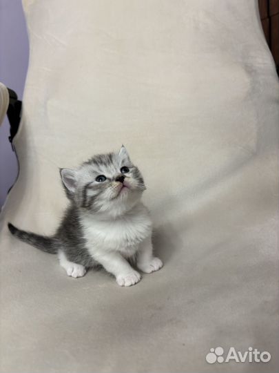 Шотландские вислоухие и прямоухие котята