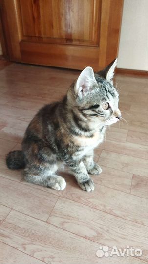 Котёнок Курильский бобтейл