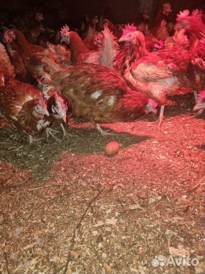 Курочки доставка везде
