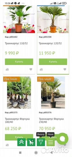 Пальма трахикарпус форчуна