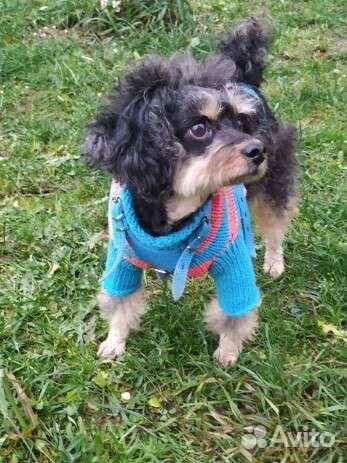 Догситтер,зооняня