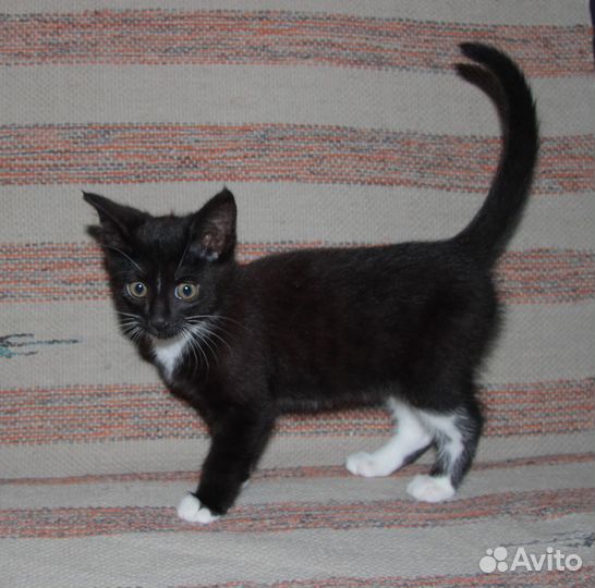 Котенок, девочка, бесплатно