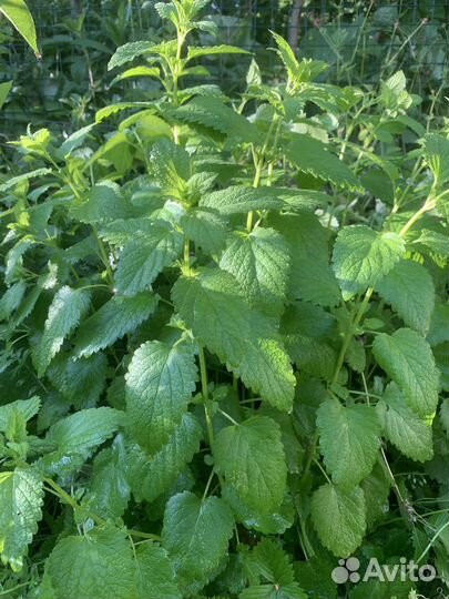 Мелисса душистая