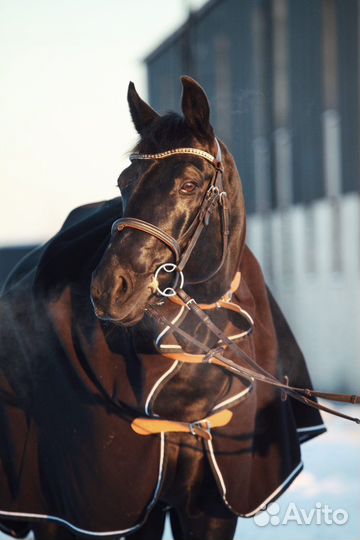 Тренировки по конному спорту и верховой езде