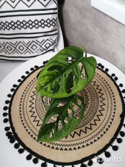 Монстера Манки Лиф