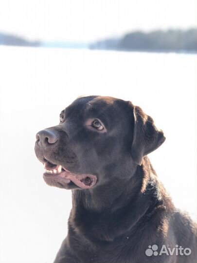 Приглашаем на вязку к шоколадному Лабрадору