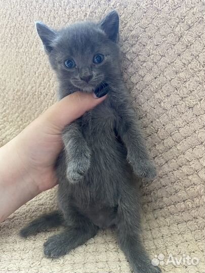 Ласковые и добрые котята ищут дом