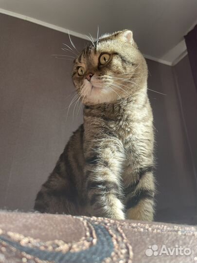 Шотландский вислоухий кот вязка